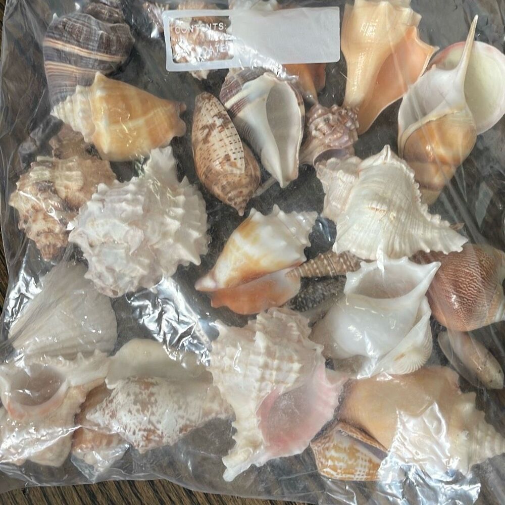 EUC 1.6 lbs Large Seashells - Mixed